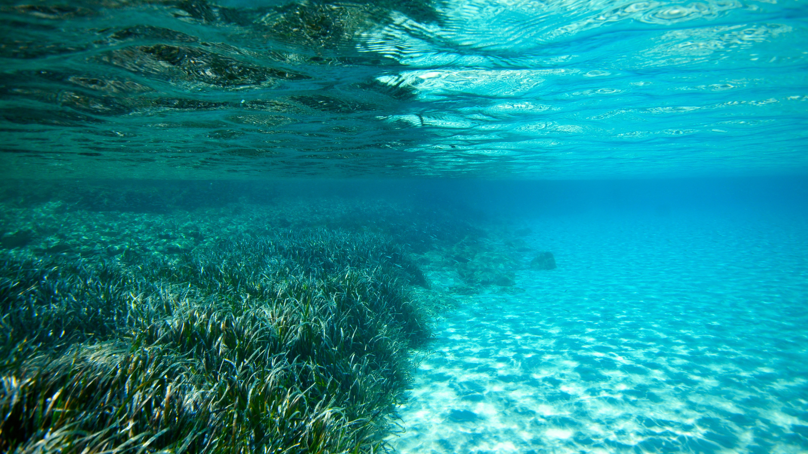 Lee más sobre el artículo Posidonia oceánica: el almacén de carbono orgánico